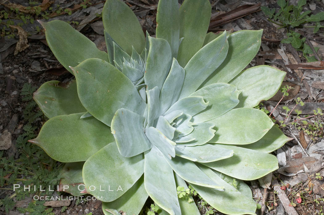 Chalk live-forever, Batiquitos Lagoon, Carlsbad. California, USA, Dudleya pulverulenta, natural history stock photograph, photo id 11354