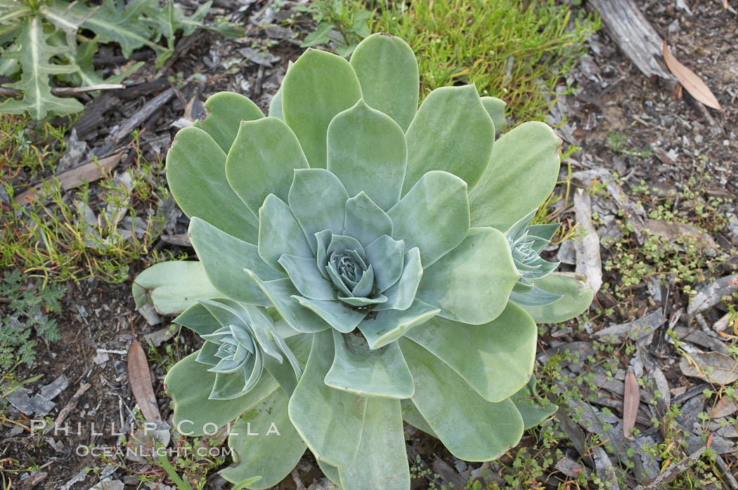 Chalk live-forever, Batiquitos Lagoon, Carlsbad. California, USA, Dudleya pulverulenta, natural history stock photograph, photo id 11352