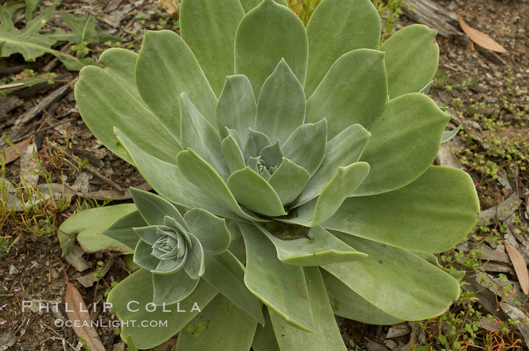 Chalk live-forever, Batiquitos Lagoon, Carlsbad. California, USA, Dudleya pulverulenta, natural history stock photograph, photo id 11355