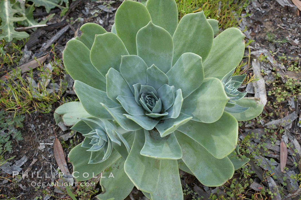 Chalk live-forever, Batiquitos Lagoon, Carlsbad. California, USA, Dudleya pulverulenta, natural history stock photograph, photo id 11353