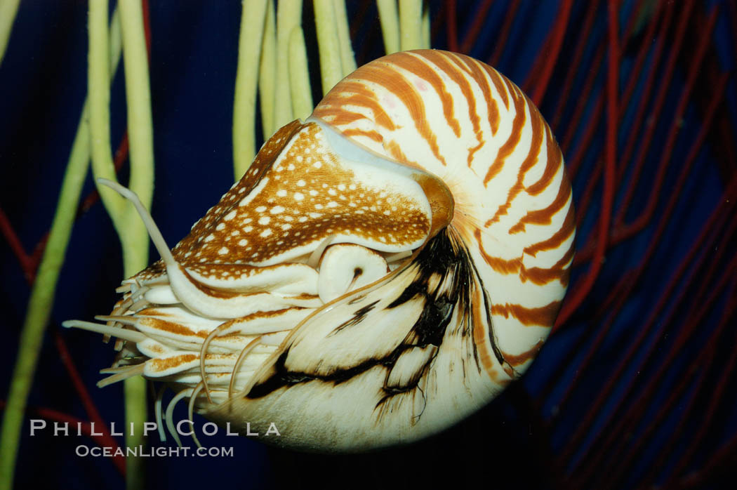 The chambered nautilus is a living fossil whose relatives date back 100s of millions of years. The nautilus lives at great depths (1800) within fore-reef habitats of the Indian and Pacific oceans. It is an active swimmer, propelling itself close to the sea floor by expelling  water from its movable siphon., Nautilus pompilius, natural history stock photograph, photo id 07808