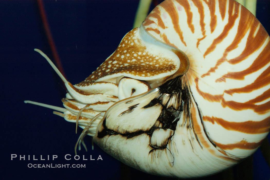 The chambered nautilus is a living fossil whose relatives date back 100s of millions of years. The nautilus lives at great depths (1800) within fore-reef habitats of the Indian and Pacific oceans. It is an active swimmer, propelling itself close to the sea floor by expelling  water from its movable siphon., Nautilus pompilius, natural history stock photograph, photo id 07799