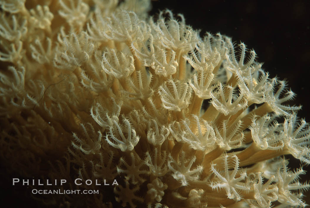 Chatter coral polyps, detail, Northern Red Sea. Egyptian Red Sea, natural history stock photograph, photo id 05298