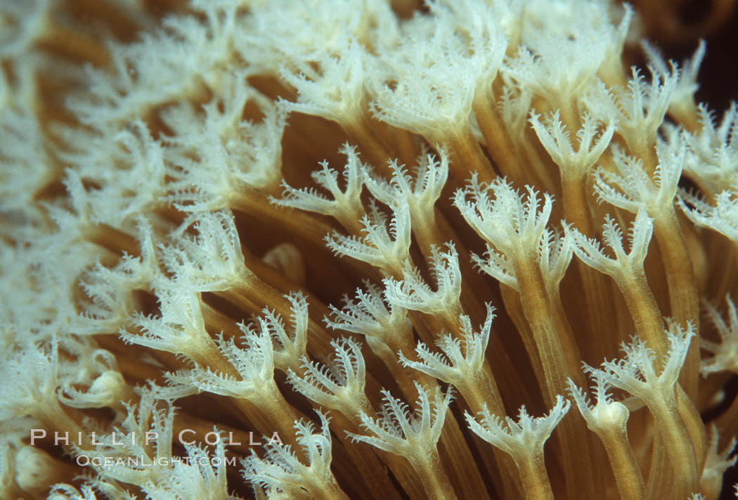 Chatter coral polyps, detail, Northern Red Sea. Egyptian Red Sea, natural history stock photograph, photo id 05299