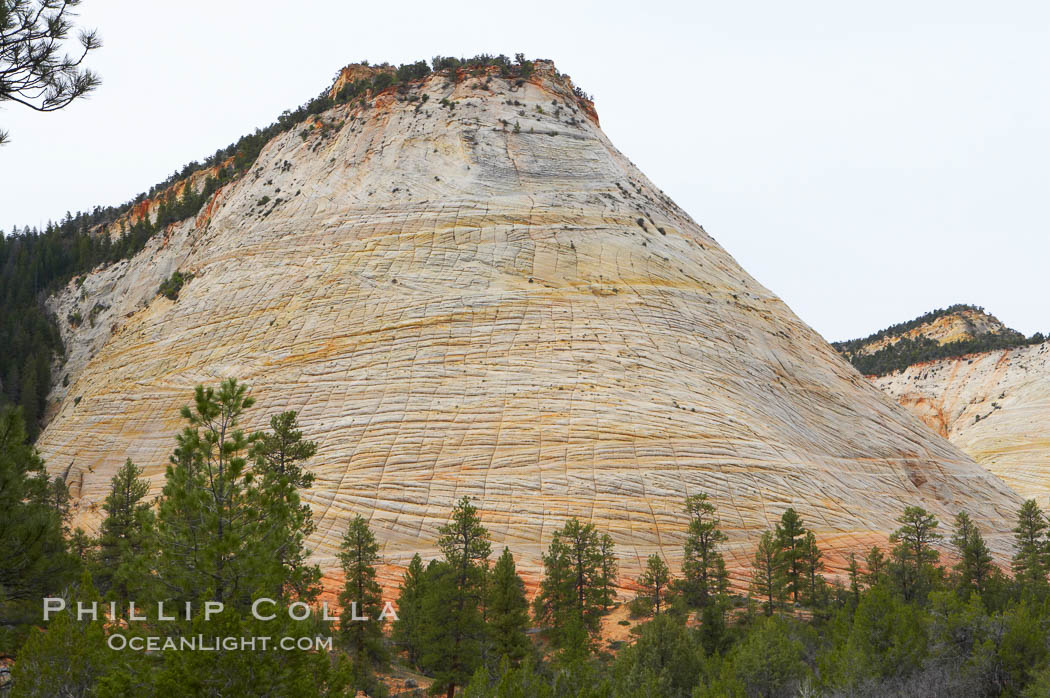 Checkerboard Mesa, a good example of crossbedding (horizontal lines) and vertical cracks caused by thermal expansion/contraction. Navajo sandstone forms the cliffs and walls of Zion National Park. The sandstone reaches a thickness of 2300 feet and consists of ancient cemented desert sand dunes. Horizontal lines, commonly called crossbedding, represent layers of wind-blown sand that built up into sand dunes. These dunes were then buried, and the sand grains glued together by calcite and iron oxide to form sandstone. Utah, USA, natural history stock photograph, photo id 12526