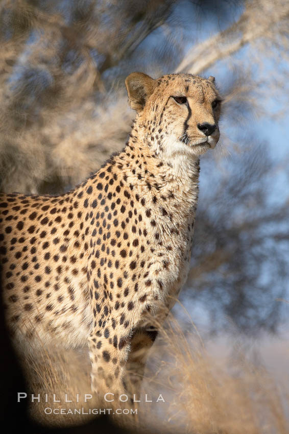 Cheetah., Acinonyx jubatus, natural history stock photograph, photo id 17966