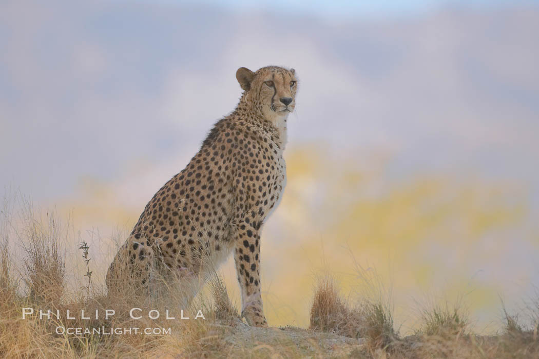Cheetah., Acinonyx jubatus, natural history stock photograph, photo id 17974