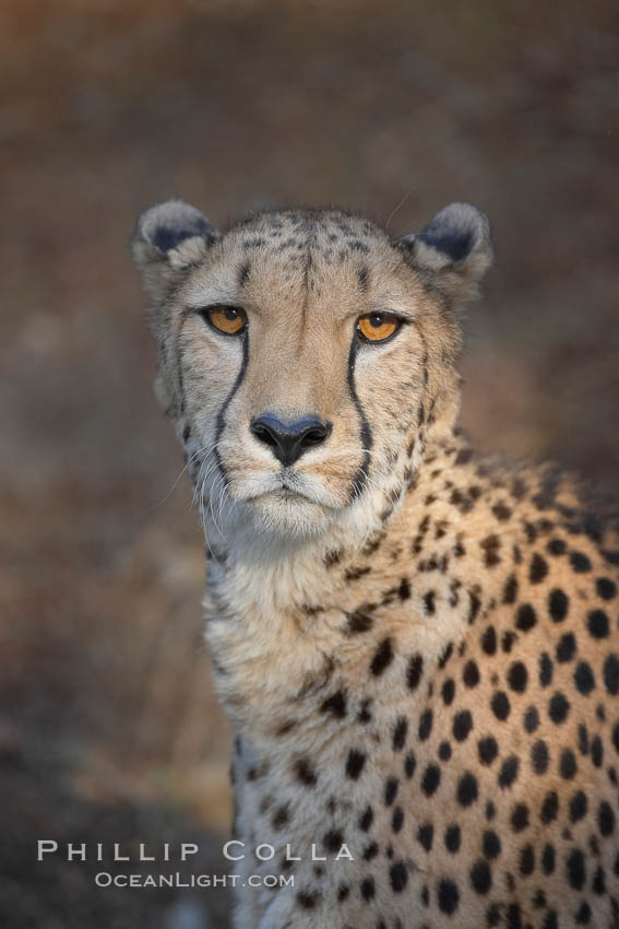 Cheetah., Acinonyx jubatus, natural history stock photograph, photo id 17978