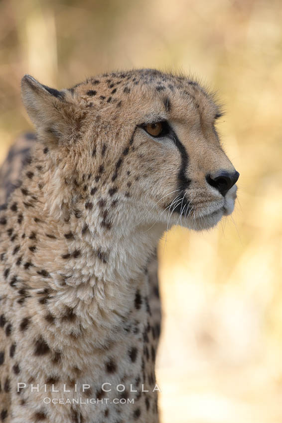 Cheetah., Acinonyx jubatus, natural history stock photograph, photo id 17982