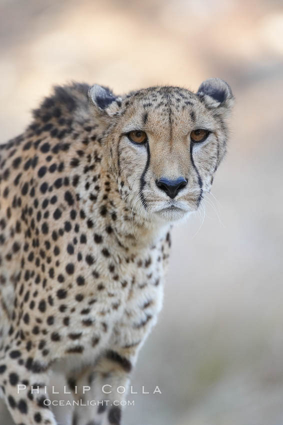 Cheetah., Acinonyx jubatus, natural history stock photograph, photo id 17968