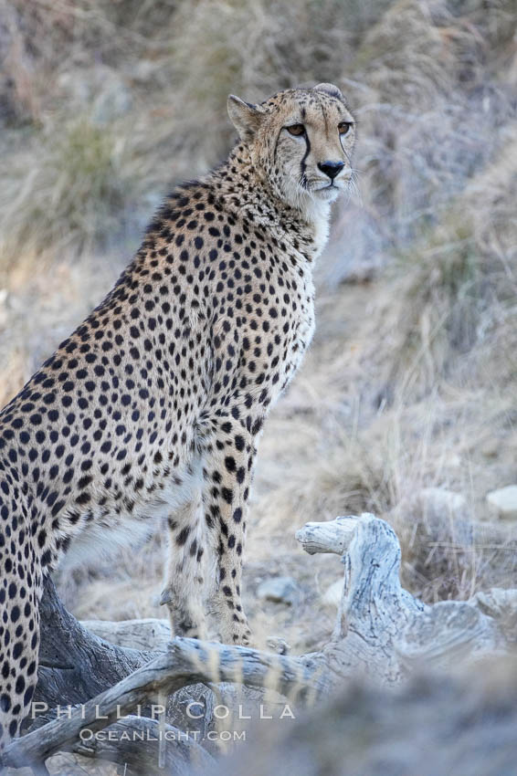 Cheetah., Acinonyx jubatus, natural history stock photograph, photo id 17972