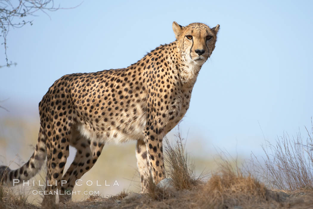 Cheetah., Acinonyx jubatus, natural history stock photograph, photo id 17967