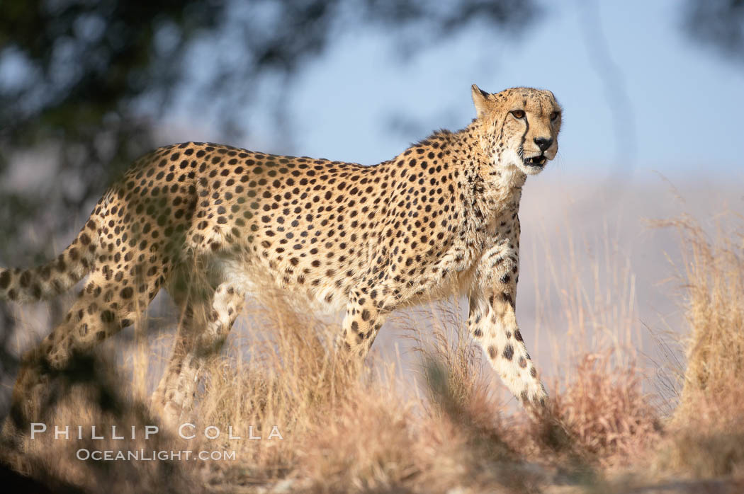Cheetah., Acinonyx jubatus, natural history stock photograph, photo id 17983