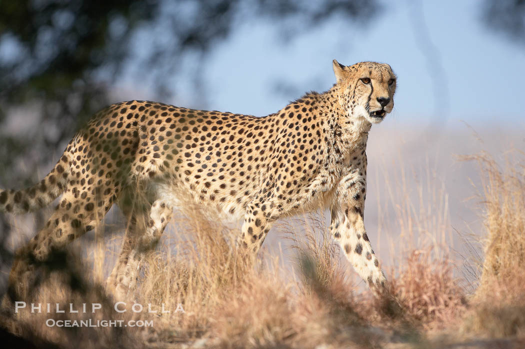 Cheetah., Acinonyx jubatus, natural history stock photograph, photo id 17983