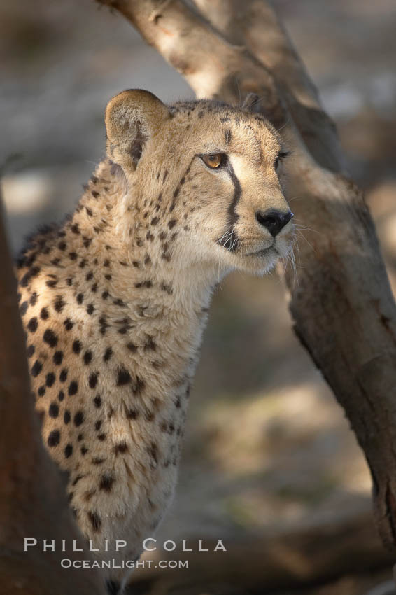 Cheetah., Acinonyx jubatus, natural history stock photograph, photo id 17969
