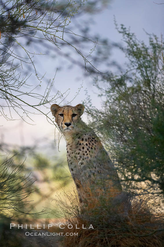 Cheetah., Acinonyx jubatus, natural history stock photograph, photo id 17973