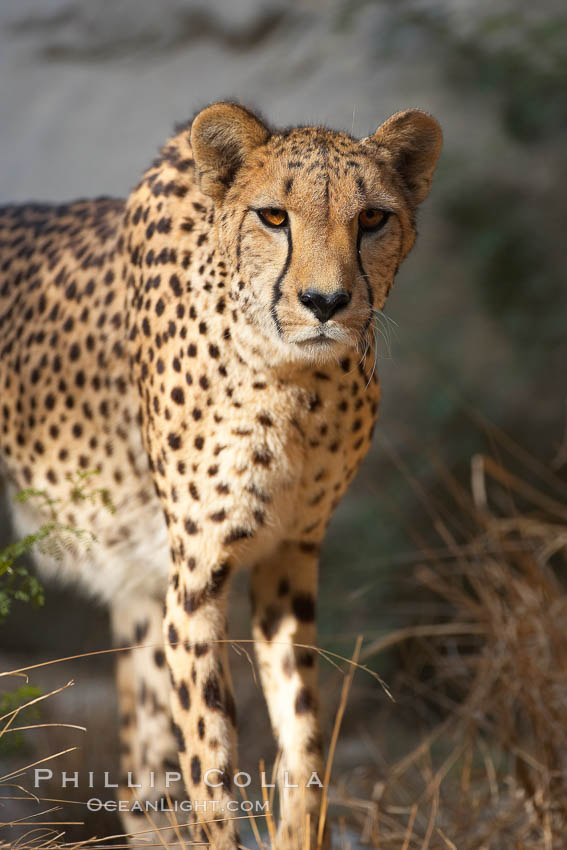 Cheetah., Acinonyx jubatus, natural history stock photograph, photo id 17977
