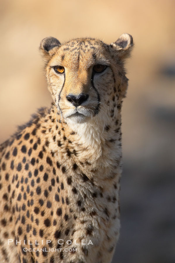 Cheetah., Acinonyx jubatus, natural history stock photograph, photo id 17981