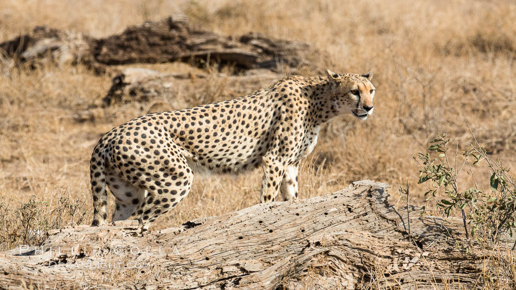Cheetah, Amboseli National Park. Kenya, Acinonyx jubatus, natural history stock photograph, photo id 29568