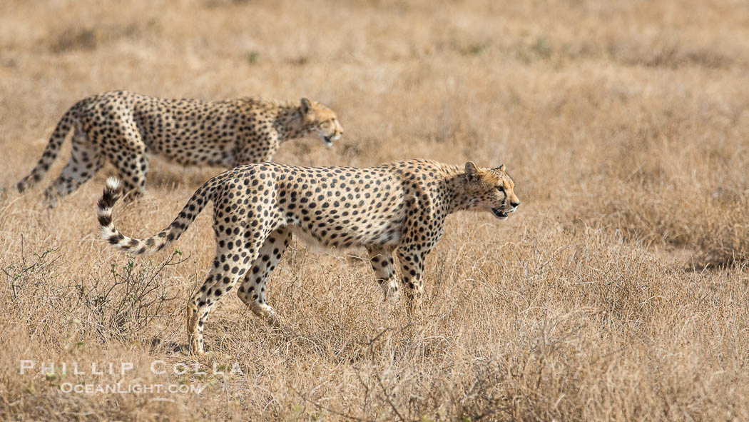 Cheetah, Amboseli National Park., natural history stock photograph, photo id 29571