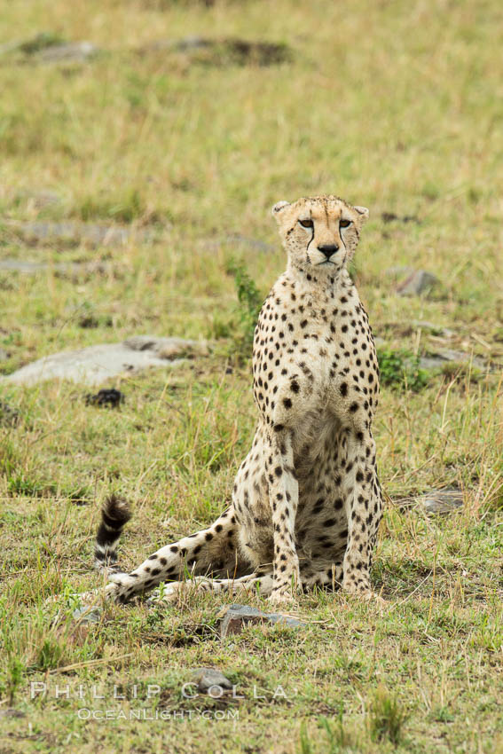 Cheetah, Maasai Mara National Reserve. Kenya, Acinonyx jubatus, natural history stock photograph, photo id 29843