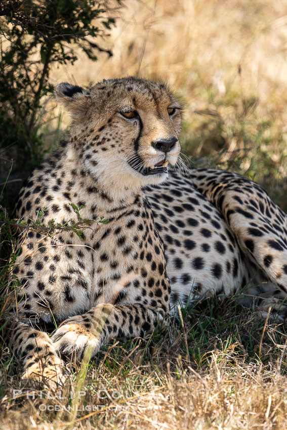 Cheetah, Mara North Conservancy, Kenya., Acinonyx jubatus, natural history stock photograph, photo id 39674