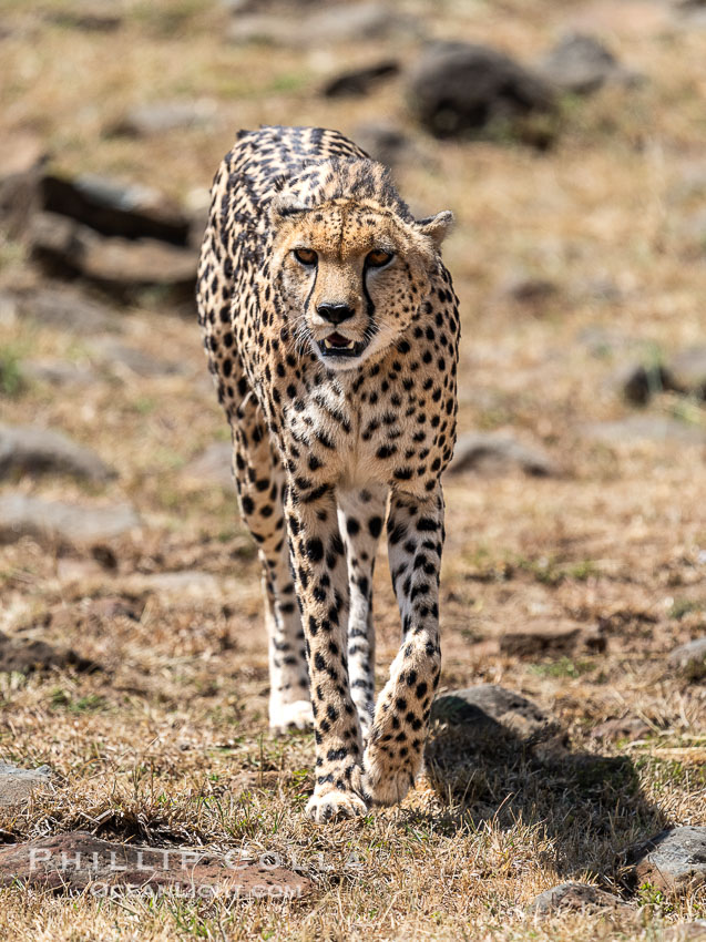 Cheetah, Mara North Conservancy, Kenya., Acinonyx jubatus, natural history stock photograph, photo id 39651