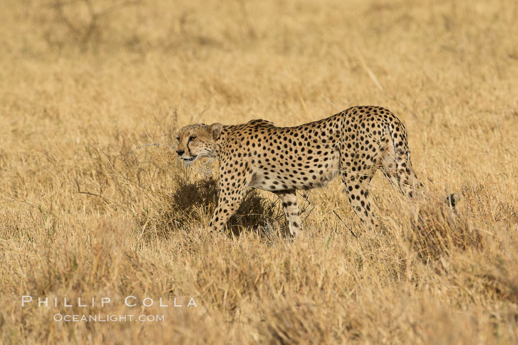 Cheetah, Meru National Park. Kenya, Acinonyx jubatus, natural history stock photograph, photo id 29624