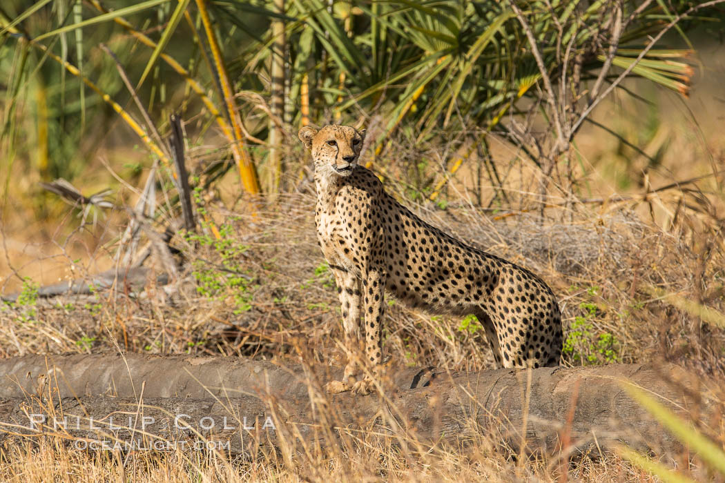 Cheetah, Meru National Park. Kenya, Acinonyx jubatus, natural history stock photograph, photo id 29619