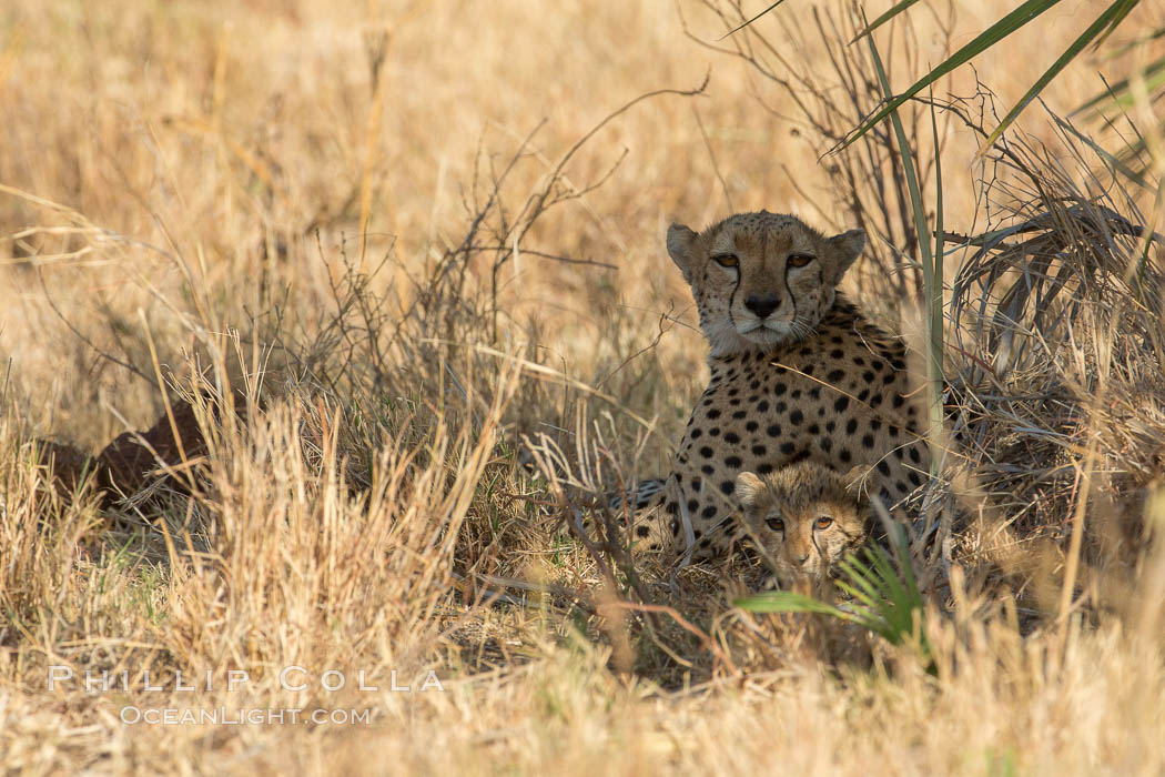Cheetah, Meru National Park. Kenya, Acinonyx jubatus, natural history stock photograph, photo id 29623