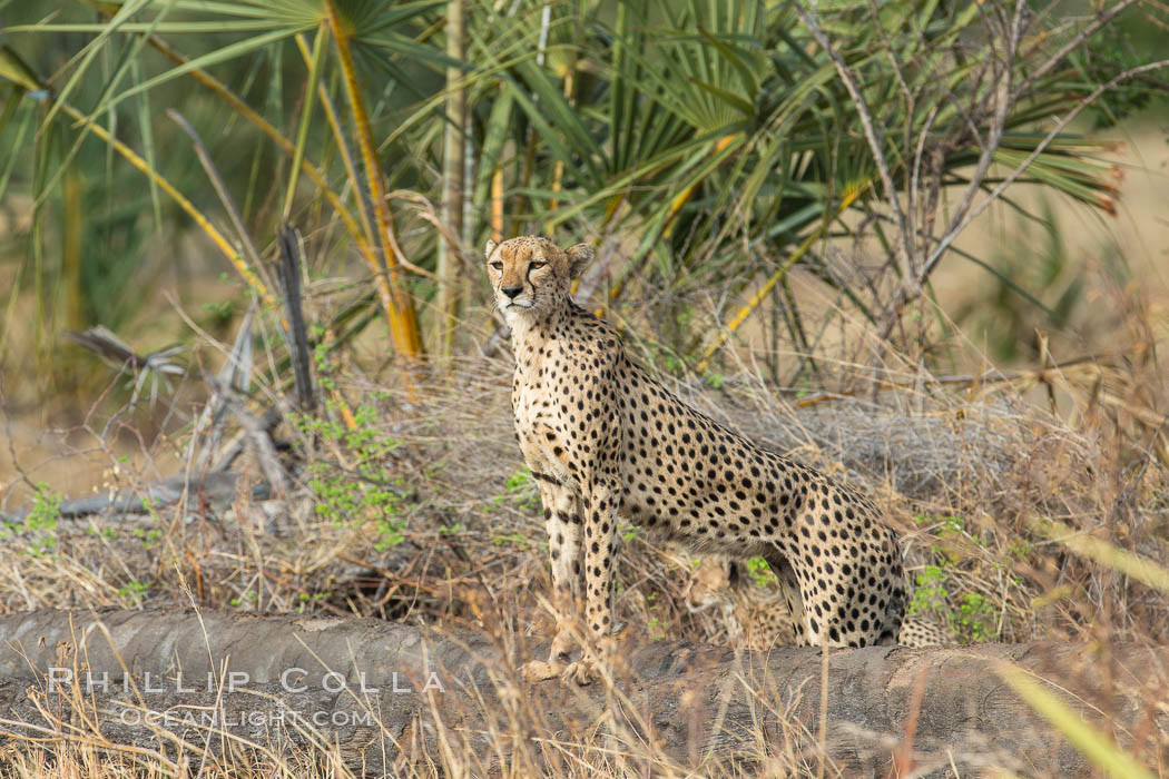 Cheetah, Meru National Park. Kenya, Acinonyx jubatus, natural history stock photograph, photo id 29617