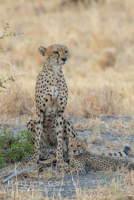 Cheetah and cub, Meru National Park. Kenya, Acinonyx jubatus, natural history stock photograph, photo id 29621
