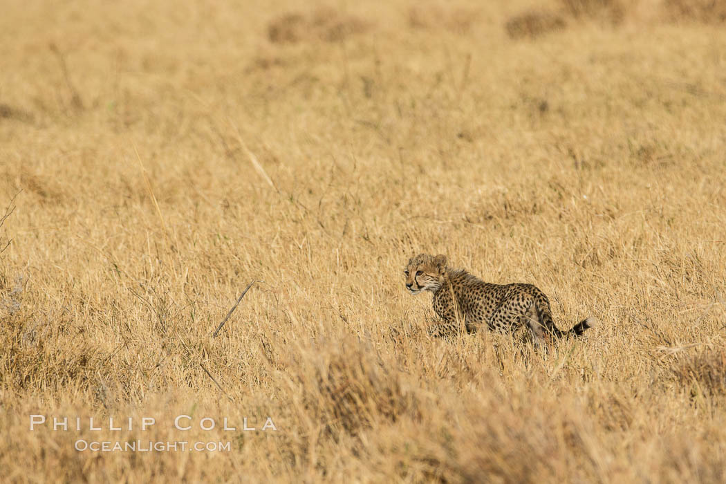 Cheetah, Meru National Park. Kenya, Acinonyx jubatus, natural history stock photograph, photo id 29625