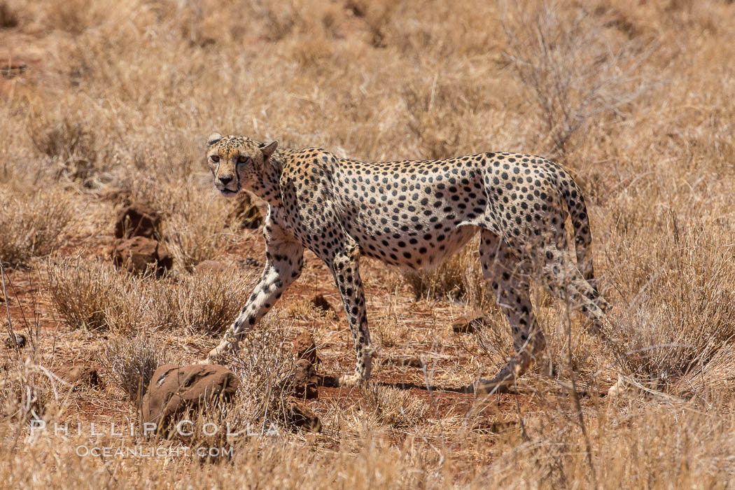 Cheetah, Meru National Park. Kenya, Acinonyx jubatus, natural history stock photograph, photo id 29665