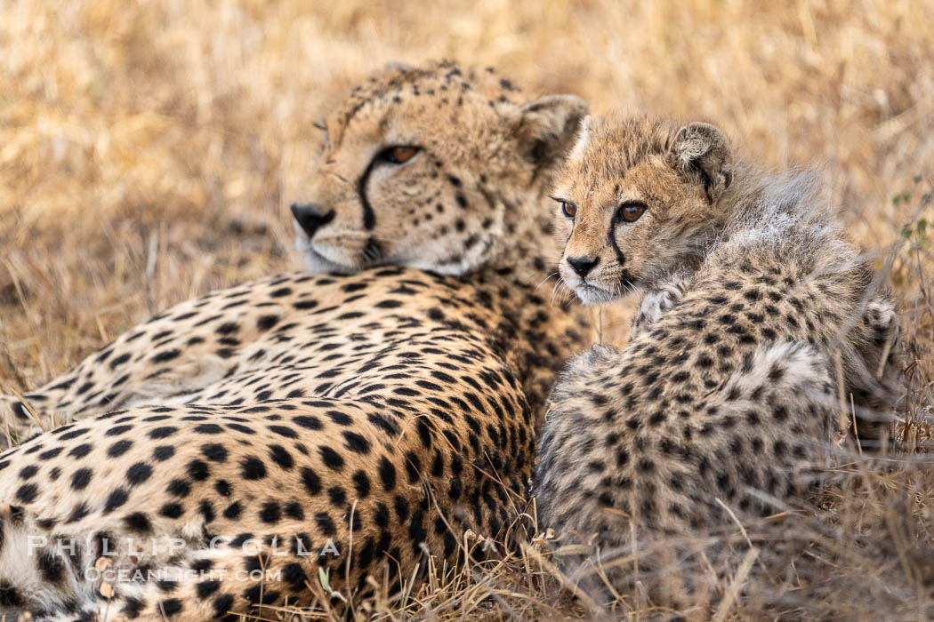 Cheetah mother and cub, Nairobi National Park, Kenya., Acinonyx jubatus, natural history stock photograph, photo id 39544