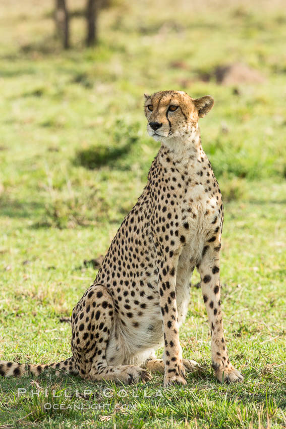 Cheetah, Olare Orok Conservancy. Kenya, Acinonyx jubatus, natural history stock photograph, photo id 29982