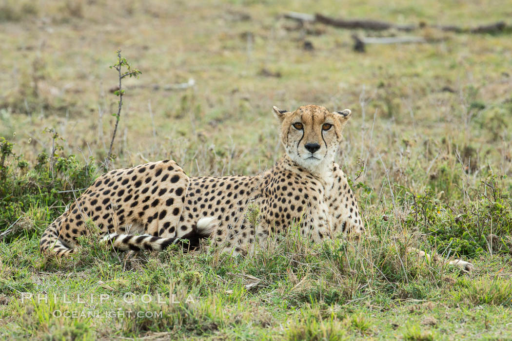 Cheetah, Olare Orok Conservancy. Kenya, Acinonyx jubatus, natural history stock photograph, photo id 29986