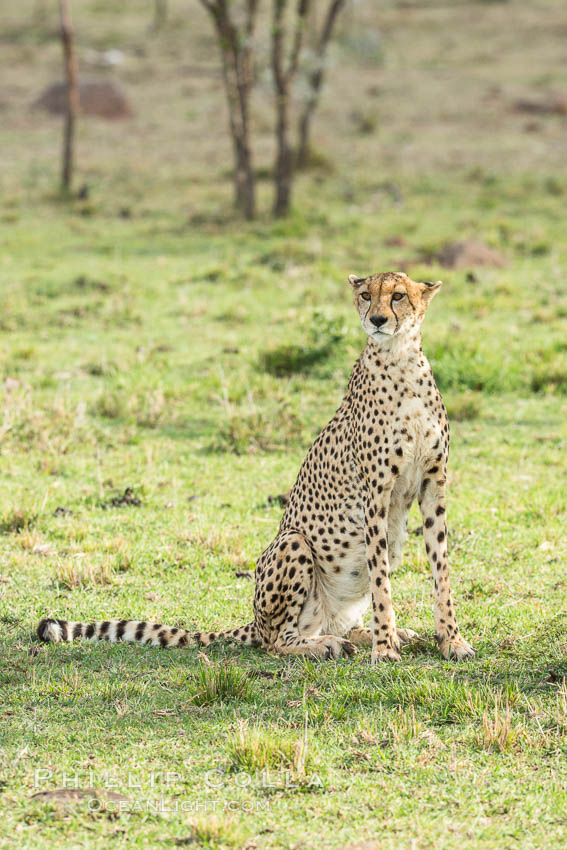 Cheetah, Olare Orok Conservancy. Kenya, Acinonyx jubatus, natural history stock photograph, photo id 29980