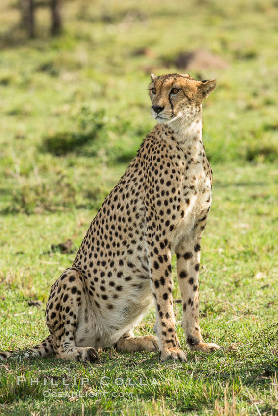 Cheetah, Olare Orok Conservancy. Kenya, Acinonyx jubatus, natural history stock photograph, photo id 29983