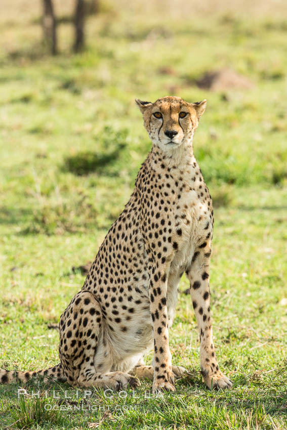 Cheetah, Olare Orok Conservancy. Kenya, Acinonyx jubatus, natural history stock photograph, photo id 29981