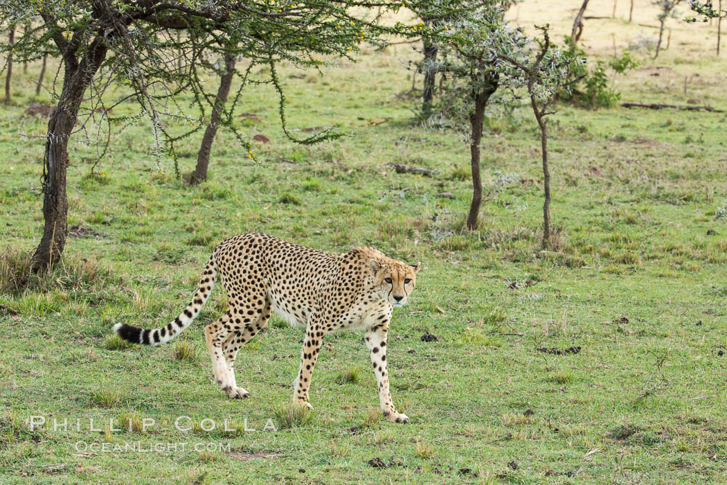 Cheetah, Olare Orok Conservancy. Kenya, Acinonyx jubatus, natural history stock photograph, photo id 29985