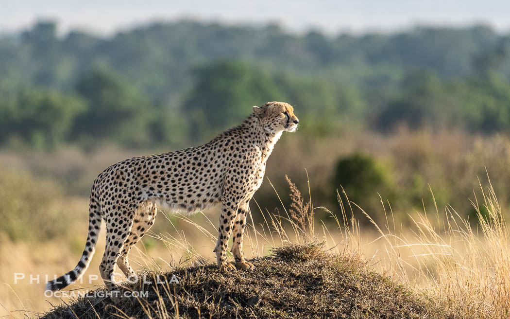 Cheetah in tall grass in the Masai Mara, Acinonyx jubatus, Kenya. Maasai Mara National Reserve, Acinonyx jubatus, natural history stock photograph, photo id 39626