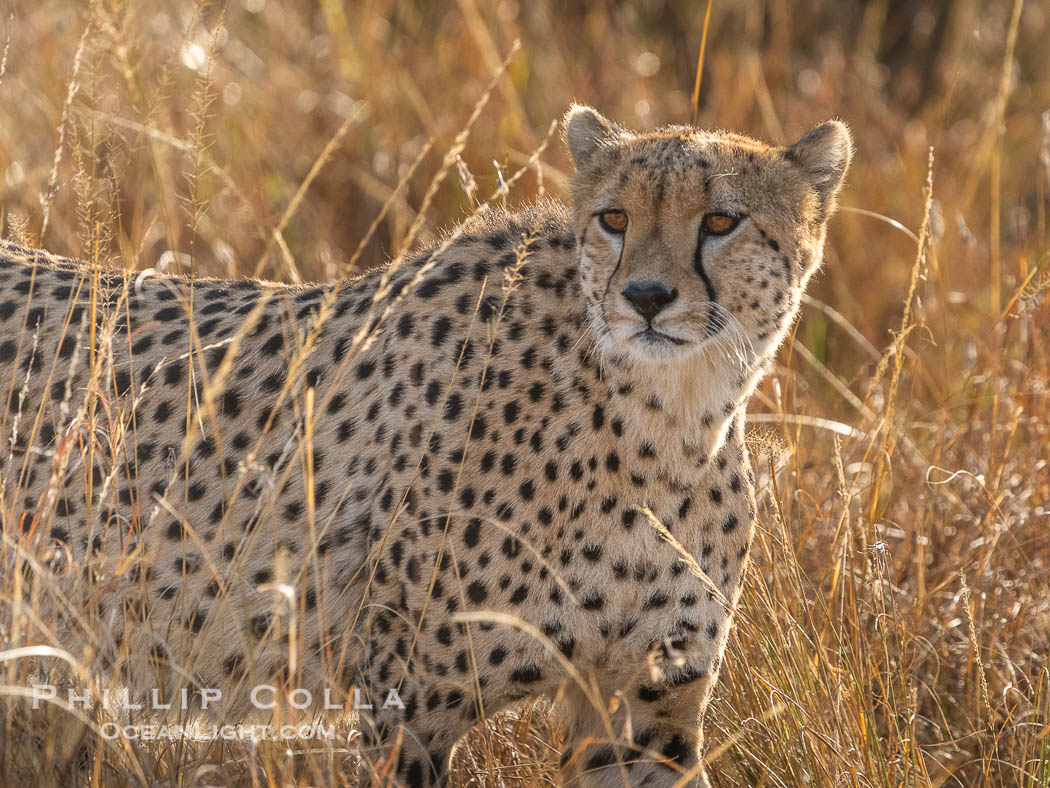 Cheetah in tall grass in the Masai Mara, Acinonyx jubatus, Kenya, Acinonyx jubatus, Maasai Mara National Reserve