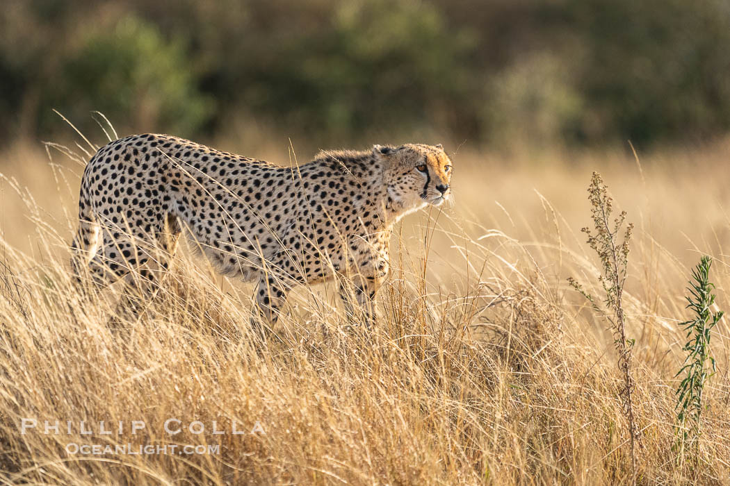 Cheetah in tall grass in the Masai Mara, Acinonyx jubatus, Kenya. Maasai Mara National Reserve, Acinonyx jubatus, natural history stock photograph, photo id 39627
