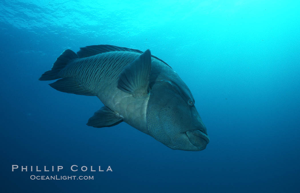 Napolean wrasse. Egyptian Red Sea, Cheilinus undulatus, natural history stock photograph, photo id 05261