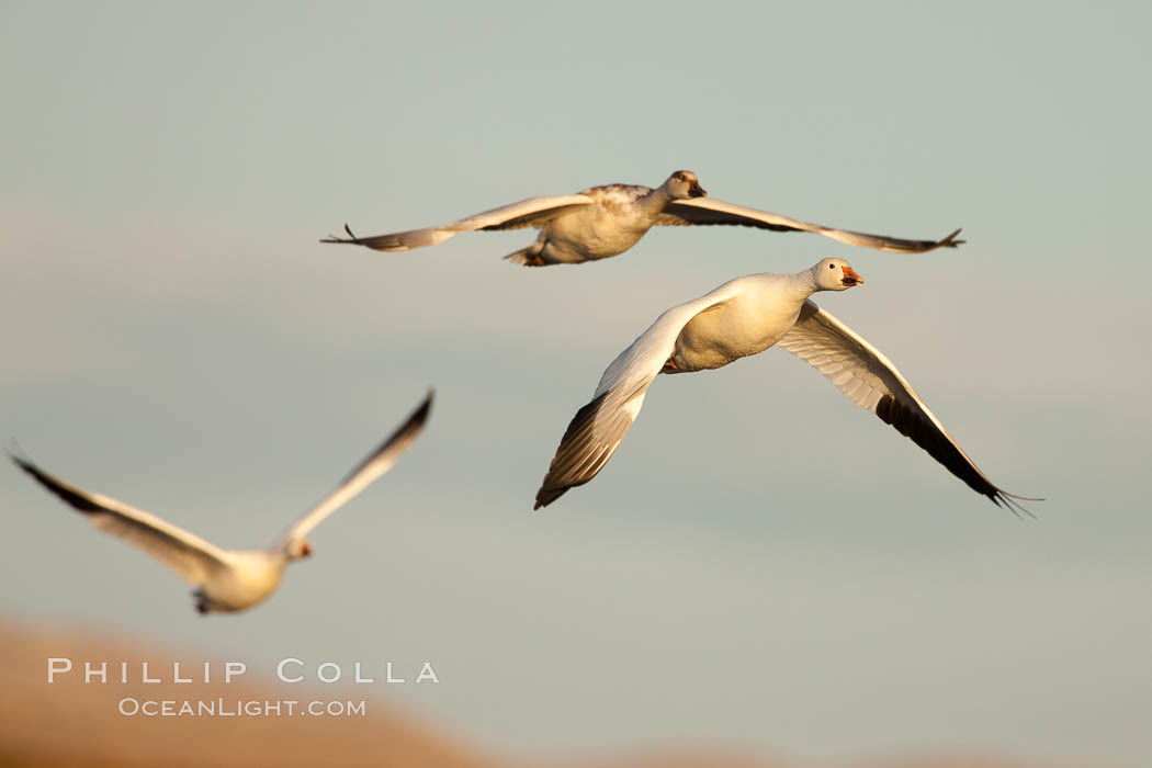Snow geese in flight, late afternoon light. Bosque Del Apache, Socorro, New Mexico, USA, Chen caerulescens, natural history stock photograph, photo id 26226