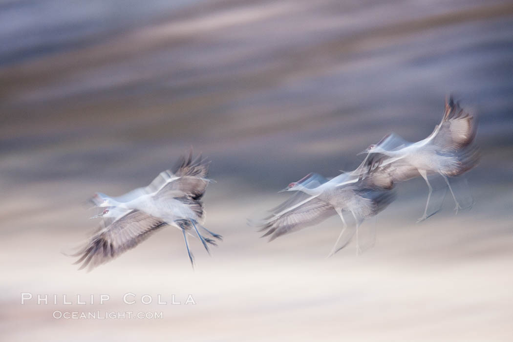 Snow geese in flight, wings are blurred in long time exposure as they are flying. Bosque Del Apache, Socorro, New Mexico, USA, Chen caerulescens, natural history stock photograph, photo id 26274