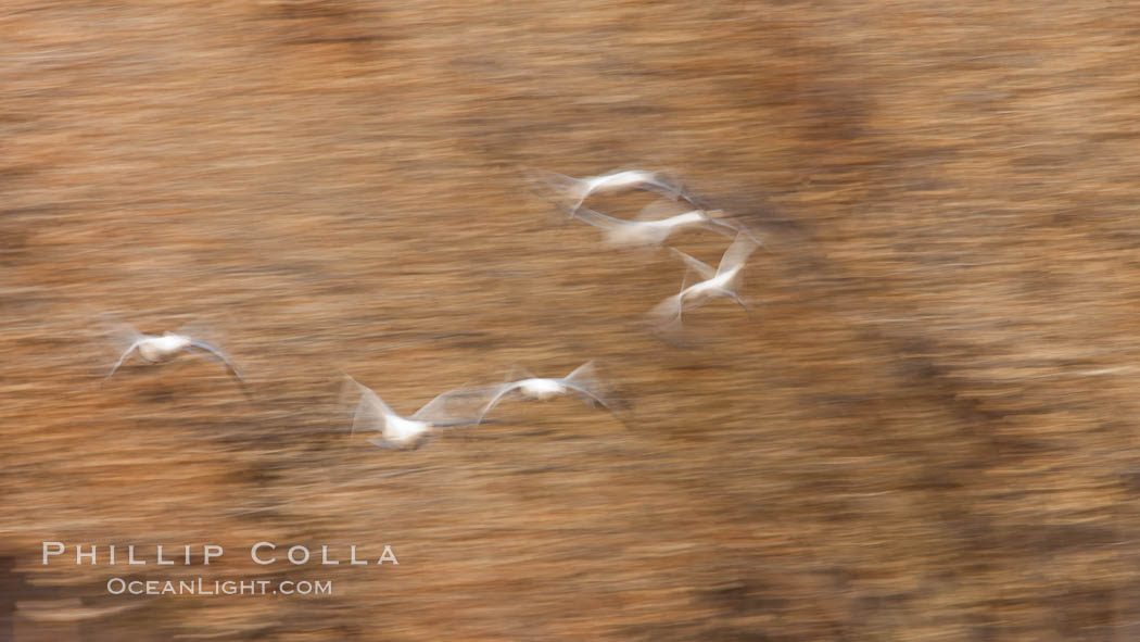 Snow geese in flight, wings are blurred in long time exposure as they are flying. Bosque Del Apache, Socorro, New Mexico, USA, Chen caerulescens, natural history stock photograph, photo id 26255