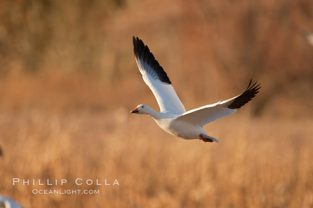 Snow goose in flight., Chen caerulescens, natural history stock photograph, photo id 26246