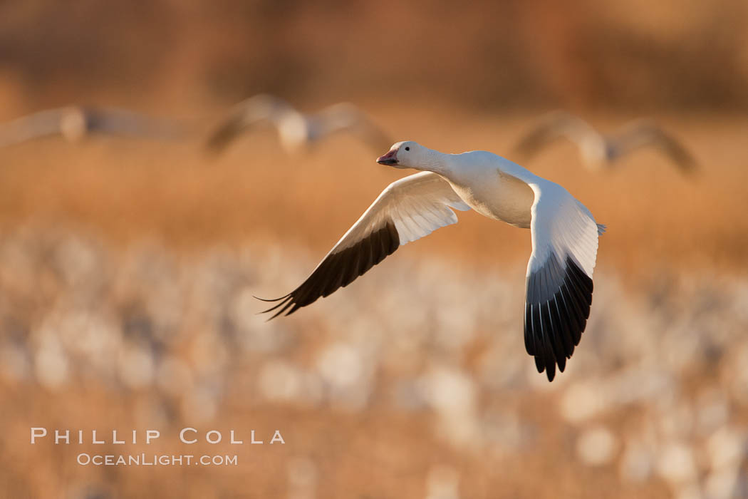 Snow goose in flight. Bosque Del Apache, Socorro, New Mexico, USA, Chen caerulescens, natural history stock photograph, photo id 26268